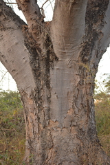 Enterolobium cyclocarpum