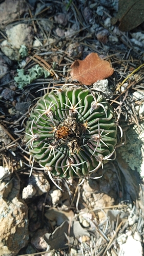Stenocactus phyllacanthus