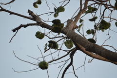 Enterolobium cyclocarpum