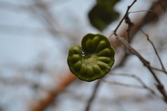 Enterolobium cyclocarpum