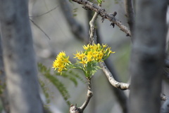 Pittocaulon praecox