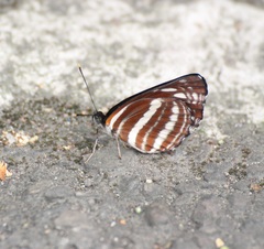 Neptis nata