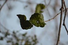 Enterolobium cyclocarpum