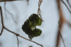 Enterolobium cyclocarpum