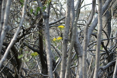 Pittocaulon praecox