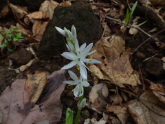 Chlorophytum borivilianum