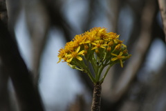 Pittocaulon praecox