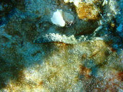 Thuridilla carlsoni