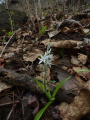 Chlorophytum borivilianum