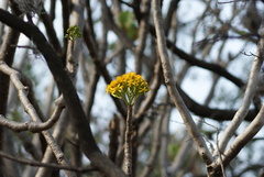 Pittocaulon praecox