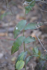 Lasiacis ruscifolia