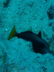 Sufflamen chrysopterum