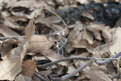 Schiedeella transversalis