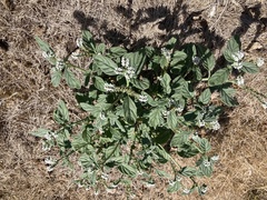 Heliotropium steudneri
