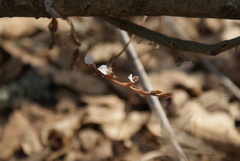 Schiedeella transversalis