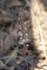 Schiedeella transversalis