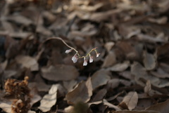 Schiedeella transversalis