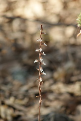 Schiedeella transversalis