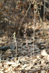 Schiedeella transversalis