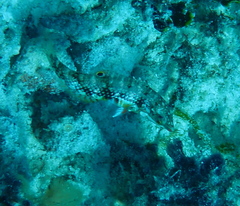 Halichoeres margaritaceus