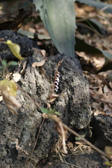 Schiedeella transversalis