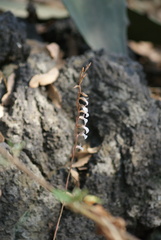 Schiedeella transversalis