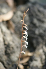 Schiedeella transversalis
