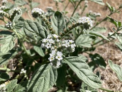Heliotropium steudneri
