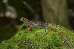 Silvascincus murrayi