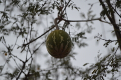 Cucurbita argyrosperma