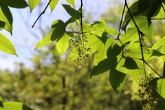 Acer sinense