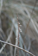Schiedeella transversalis