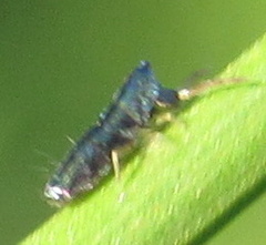 Lepidocyrtus paradoxus