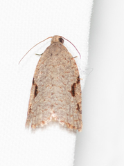 Meritastis piperata