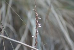 Schiedeella transversalis