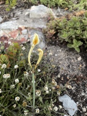 Cyrtanthus leucanthus