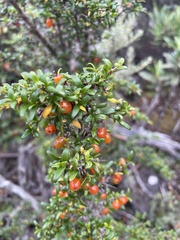 Coprosma nitida