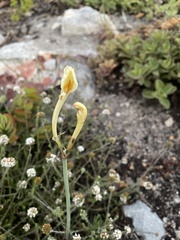 Cyrtanthus leucanthus
