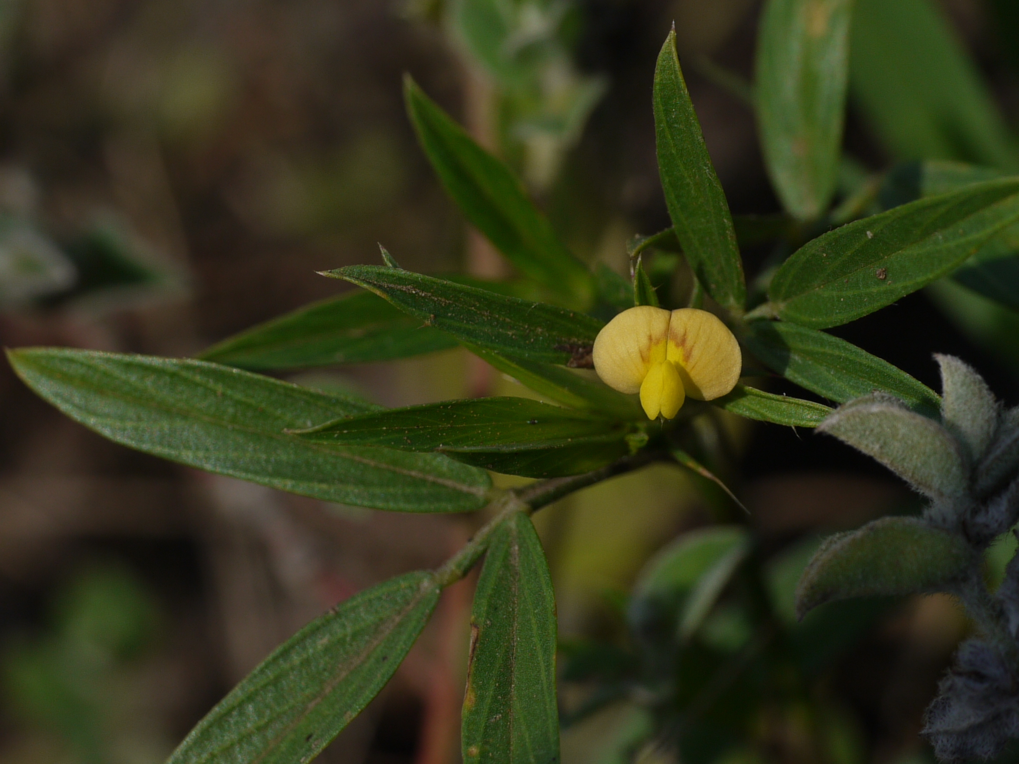 Stylosanthes hamata (L.) Taub.