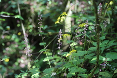 Tiarella polyphylla