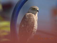 Accipiter badius