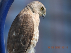 Accipiter badius