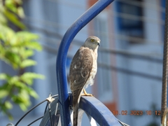 Accipiter badius