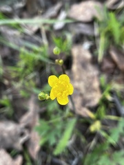 Ranunculus occidentalis