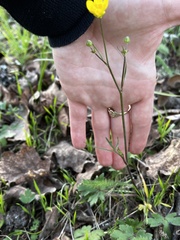 Ranunculus occidentalis