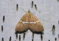 Chrysolarentia leucozona