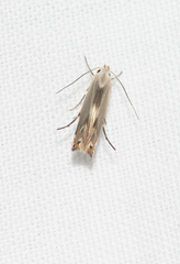 Thiotricha atractodes