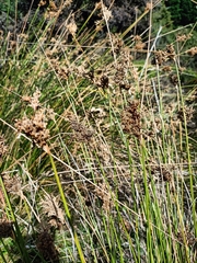Juncus australis