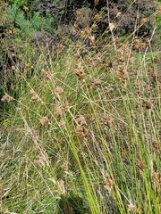 Juncus australis