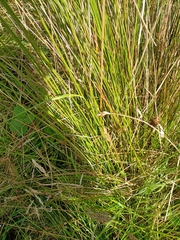 Juncus australis